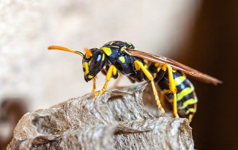 Paper Wasp Crawling On Her Nest B 50A 49Eae 5 Ezgif Com Avif To Jpg Converter